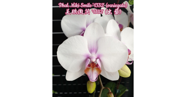 Орхидея Phal. Miki Smile 1332 - купить, доставка Украина